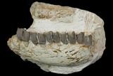 Fossil Running Rhino (Hyracodon) Jaws - South Dakota #143934-2